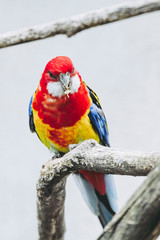Perruche omnicolore perchée sur une branche - Platycercus eximius © PicsArt
