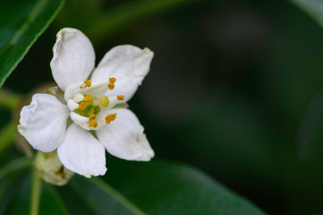 Obraz premium Faux jasmin