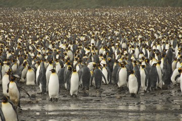 King Penguins on Salisbury Plain (South Georgia)