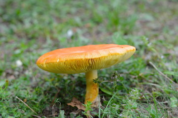 Close up of Amanita Caesarea Mushrooms, also known as Caesars Mushroom. In France known as Roi de Champignons Mushroom background. 