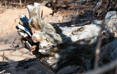 Driftwood/aged wood. Driftwood texture, piece of driftwood top view. Driftwood stick closeup, wood texture for aquarium.