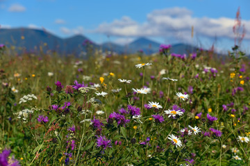 Green mountain landscape. A meadow with flowers among the green mountains.
