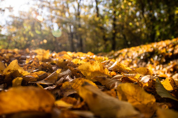 Tourist path in a Hungarian forest during fall, leaves on the ground, yellow colors, closeup of fallen leaves