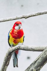 Perruche omnicolore perchée sur une branche - Platycercus eximius © PicsArt