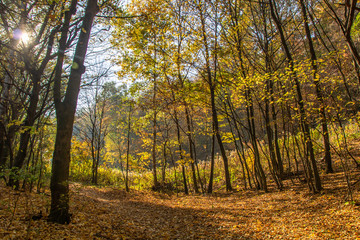 Tourist path in a Hungarian forest during fall, leaves on the ground, yellow colors