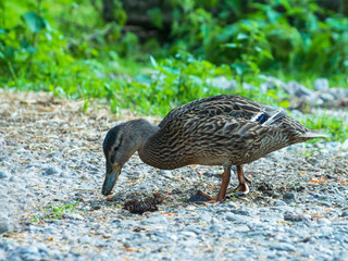 Stockente