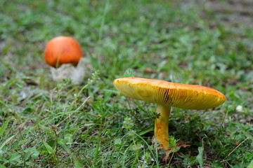 Close up of Amanita Caesarea Mushrooms, also known as Caesars Mushroom. In France known as Roi de Champignons Mushroom background. 