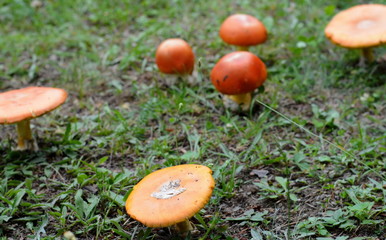 Close up of Amanita Caesarea Mushrooms, also known as Caesars Mushroom. In France known as Roi de Champignons Mushroom background. 