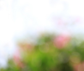 Obraz premium Floral Background Blur