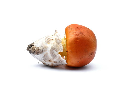 Close up of Amanita Caesarea Mushrooms isolated on vhite background.  Caesars Mushroom. In France known as Roi de Champignons 