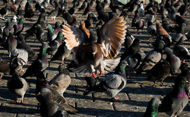 The dove flies forward courageously