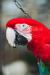 Portrait d'un magnifique perroquet ara chloroptère © PicsArt