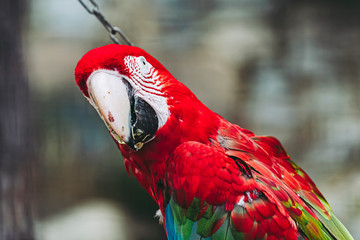Portrait d'un magnifique perroquet ara chloroptère © PicsArt