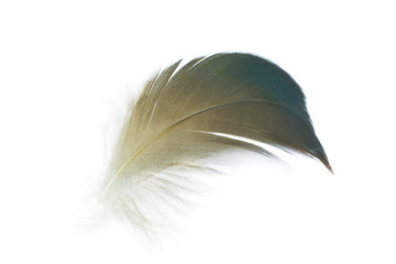 Beautiful eagle feather isolated on white background