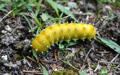Large caterpillar in the natural environment.