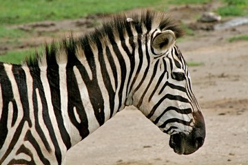 Fototapeta na wymiar Burchell's Zebra (Equus quagga). Serengeti National Park. Tanzania. Africa.
