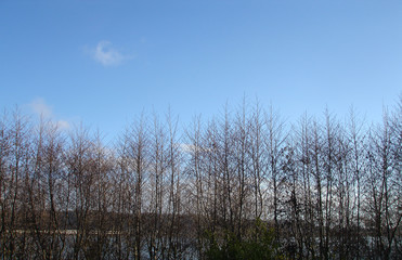 
city ​​park, mountain trees Concepcion Chile