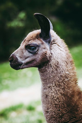 Portrait d'un adorable bébé lama au pelage brun