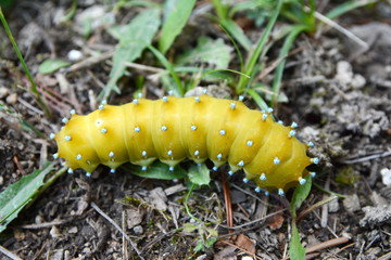 Large caterpillar in the natural environment.