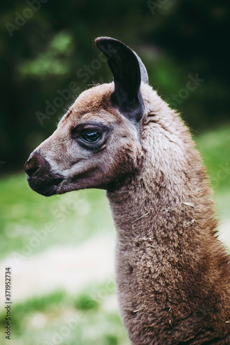 Portrait D Un Adorable Bebe Lama Au Pelage Brun Wall Mural Wallpaper Murals Picsart Portrait D Un Adorable Bebe Lama Au Pelage Brun Wall Mural Wallpaper Murals Picsart