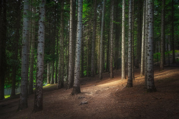 Path inside a silver fir forest in Orecchiella park. Garfagnana, Tuscany, Italy.