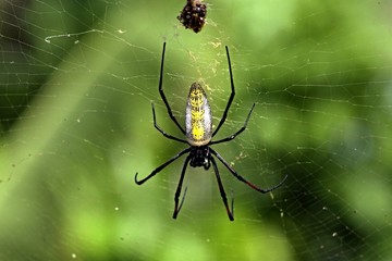 Spider. Pemba Island. Tanzania. Africa.