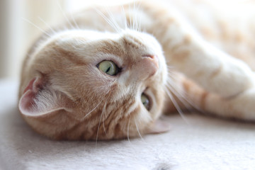日差しの中で眠そうな猫アメリカンショートヘア
American shorthair cat sleepy in the sunshine.