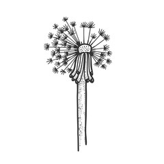 dandelion sketch raster illustration