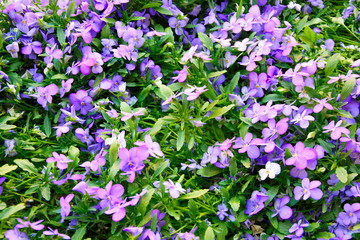 White-purple flowers with green leaves on a sunny day close-up, wallpaper, screensaver on your phone