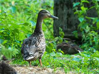 Stockente