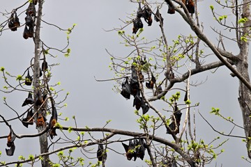 The Pemba flying fox (Pteropus voeltzkowi) is a species of flying fox in the family Pteropodidae. It is endemic to the island of Pemba on the coast of Tanzania. Africa.