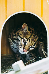 Portrait d'un petit ocelot dans sa niche  dans un parc animalier