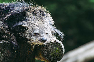 Binturong ou chat-ours - Adorable mammifère aux longs poils noir	