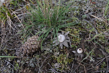 Decorative mushrooms. Geastrum rufescens fungus, commonly known as the rosy earthstar.