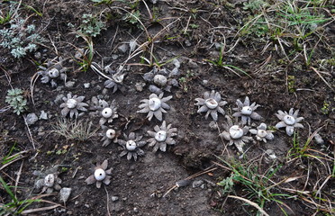 Decorative mushrooms. Geastrum rufescens fungus, commonly known as the rosy earthstar.
