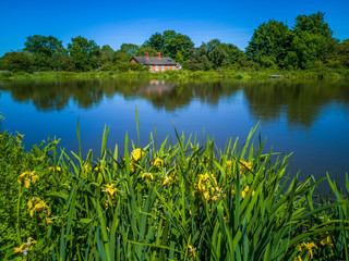 Blue lake summer heat with iris