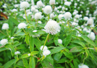 Brisbane botanical gardens white blossom
