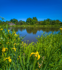 Blue lake summer heat with iris