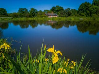 Blue lake summer heat with iris