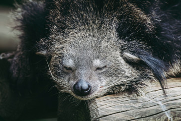 Binturong ou chat-ours - Adorable mammifère aux longs poils noir	