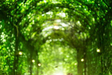 abstract blur background from top green archway