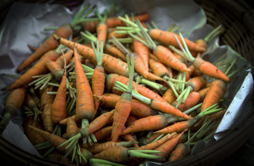 fresh organic baby carrot from ecology farmon basket in harvest agriculture concept
