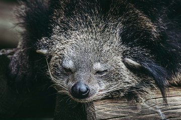 Binturong ou chat-ours - Adorable mammifère aux longs poils noir	