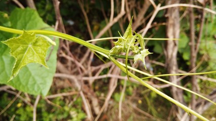 Creepers plant image