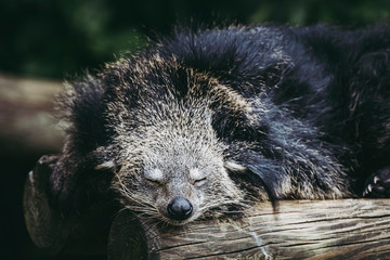 Binturong ou chat-ours - Adorable mammifère aux longs poils noir	