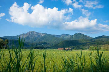 Obraz premium beautiful marshland landscape near Schlehdorf, view to Herzogstand and Heimgarten mountain range