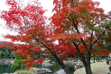 名古屋徳川園の紅葉風景