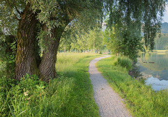 old willow tree at the lake shore