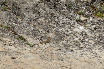 A lizard in the Sierra de Cazorla, Segura y las Villas Natural Park. Jaen. Andalusia. Spain