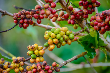 Coffee atop Doi is another good and quality coffee in Thailand, Baan Doi Phahee, Mae Sai District, Chiang Rai Province, Thailand